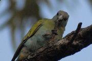 Hooded Parrot (Psephotus dissimilis)